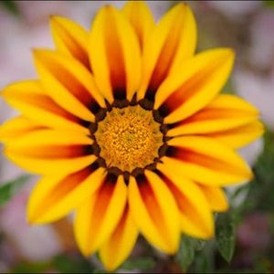 Meet your Posher, An’yanna